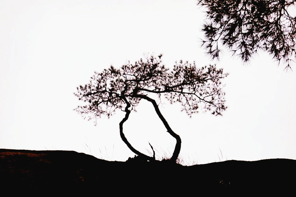 SE-aa5c14fa-77f0-43b1-a68e-9cb3de4c56d7.jpg?type=w966