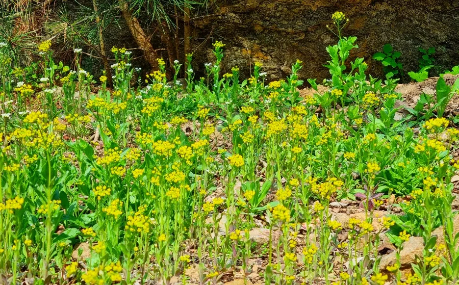 SE-b43a990e-c7aa-42bc-bae2-3851e1abc94c.jpg?type=w1