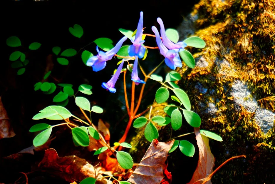 SE-0de117b9-f7a8-4dc4-b05c-554b9c8367c7.jpg?type=w1