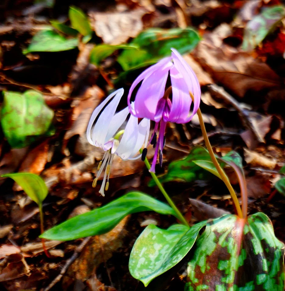 SE-e544672f-bb26-4b60-bfb5-6d6569485f86.jpg?type=w1