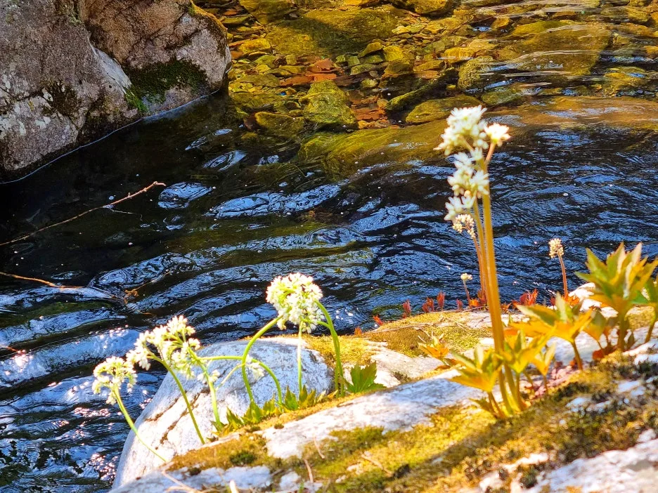 SE-8d45fd9f-f5d3-4e53-ac70-d0f5f4a8333f.jpg?type=w1