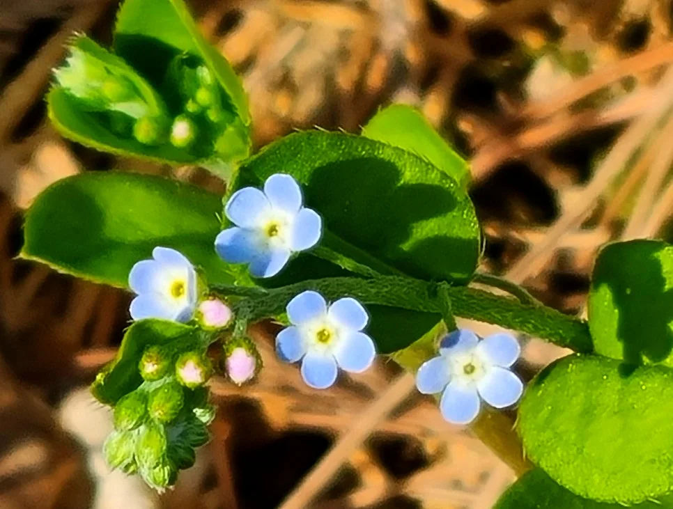 SE-3ffacce9-ddac-4a69-b48c-01cc22fc1eaf.jpg?type=w966