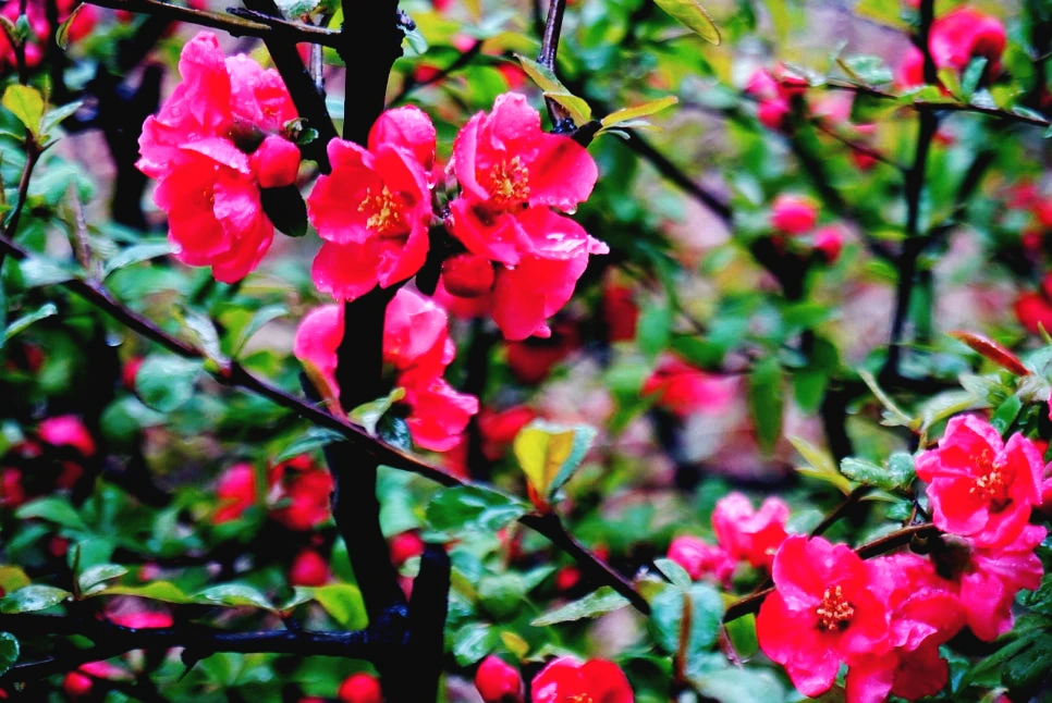 SE-dff8f8c4-1a61-49ad-a1cd-7b60c263d0fd.jpg?type=w966