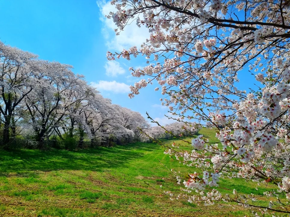 SE-240467fa-e19d-439f-8782-1d3f5b5985b7.jpg?type=w966