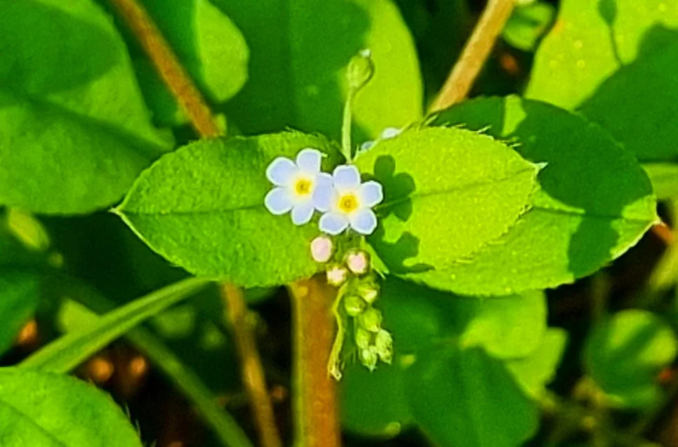 SE-9e82f5c2-698f-45f7-9f8c-d0464e3d50a7.jpg?type=w966