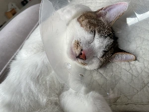 img.jpg?credential=yqXZFxpELC7KVnFOS48ylbz2pIh7yKj8&expires=1761922799&allow_ip=&allow_referer=&signature=TqQfq9S7l7SjGuQOxnx%2FYVBc1RQ%3D