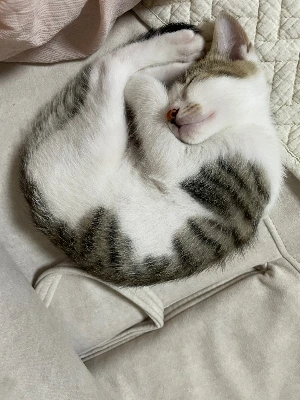 img.jpg?credential=yqXZFxpELC7KVnFOS48ylbz2pIh7yKj8&expires=1761922799&allow_ip=&allow_referer=&signature=PxoznUJCOKUZGL1wUGpxpsFGfsc%3D