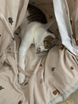 img.jpg?credential=yqXZFxpELC7KVnFOS48ylbz2pIh7yKj8&expires=1761922799&allow_ip=&allow_referer=&signature=bmm9VD5Km1k9xKaW70mWLevK9%2FY%3D