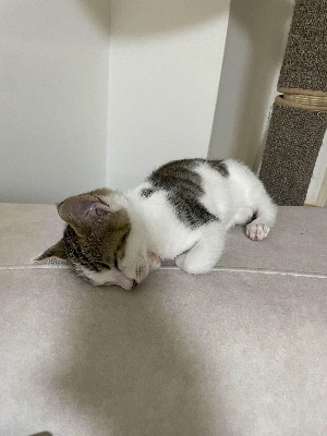 img.jpg?credential=yqXZFxpELC7KVnFOS48ylbz2pIh7yKj8&expires=1761922799&allow_ip=&allow_referer=&signature=JceK4Rdveg60Dh3W2cruRY6GgZY%3D