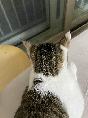 img.jpg?credential=yqXZFxpELC7KVnFOS48ylbz2pIh7yKj8&expires=1761922799&allow_ip=&allow_referer=&signature=TiinCGs8omZSReW%2BWyO5H52d%2B%2B4%3D