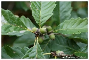 ?src=http%3A%2F%2Fblogfiles.naver.net%2Fdata35%2F2008%2F9%2F30%2F285%2Fimg_2327_prothneyi.jpg&type=a340