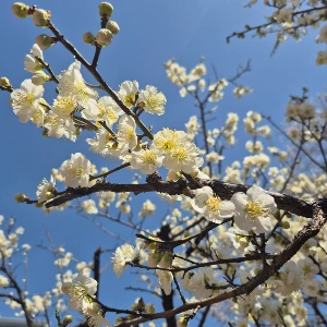 1741928407468-5.jpg?type=w773