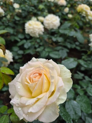 1747609105142.jpg?type=w773