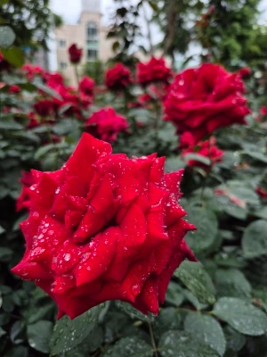 1747609105494.jpg?type=w773