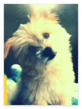 피죤_030귀 종끗복사2.jpeg