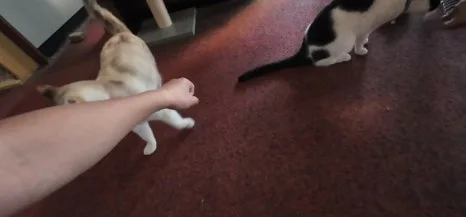 900%EF%BC%BFScreenshot%EF%BC%BF20250713%EF%BC%BF094128%EF%BC%BFGallery.jpg?type=w466