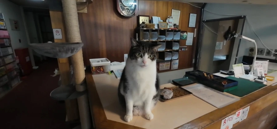 900%EF%BC%BFScreenshot%EF%BC%BF20250713%EF%BC%BF094142%EF%BC%BFGallery.jpg?type=w966