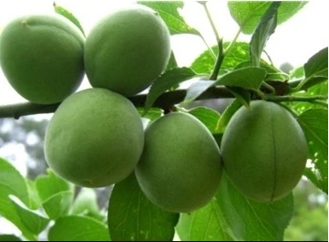 %B8%C5%BD%C7.png?type=w3