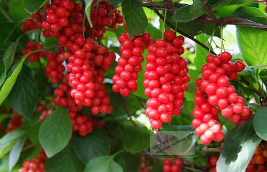 %BF%C0%B9%CC%C0%DA_%BB%E7%C1%F8.png?type=w3