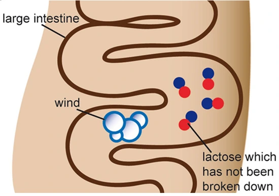 %C0%AF%B4%E7%BA%D2%B3%BB%C1%F5%B1%D7%B8%B2.png?type=w3