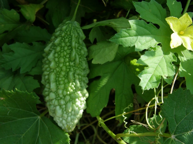 여주 사진 (2).png