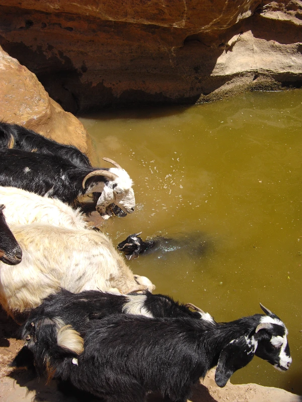 베두인 이동 (8).JPG