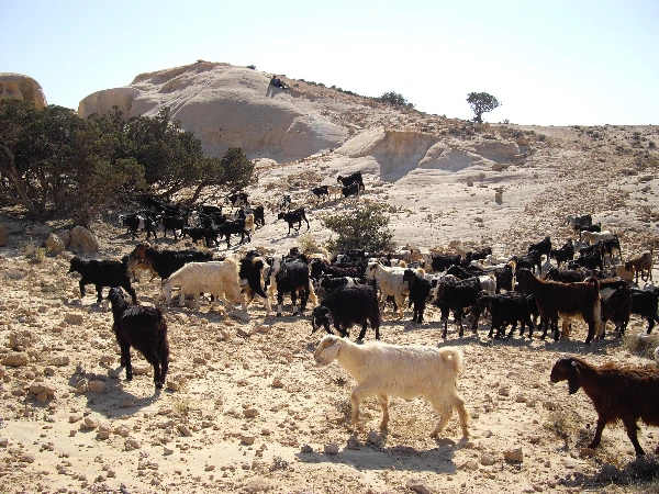 베두인 이동 (15).JPG