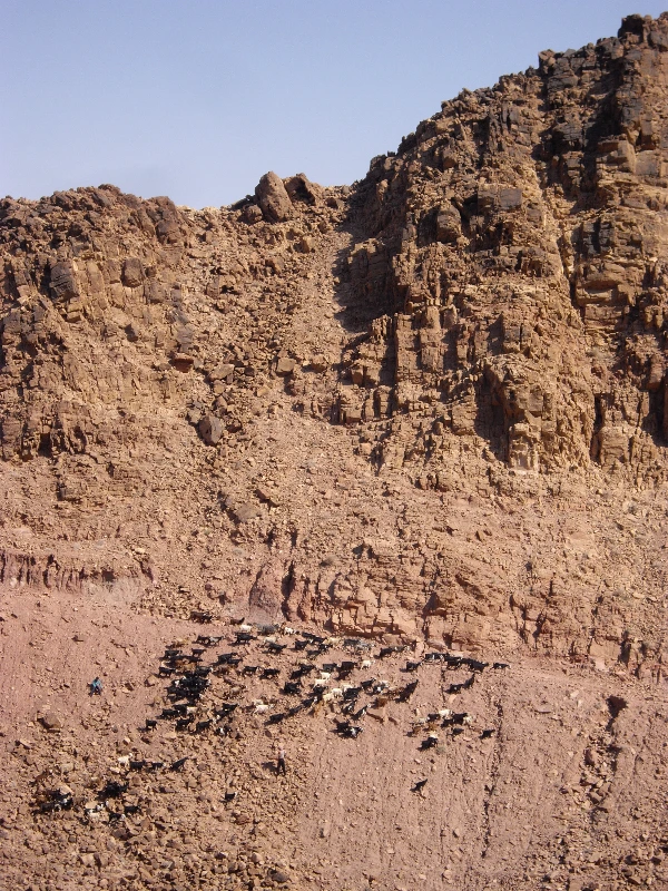 베두인 이동 (6).JPG