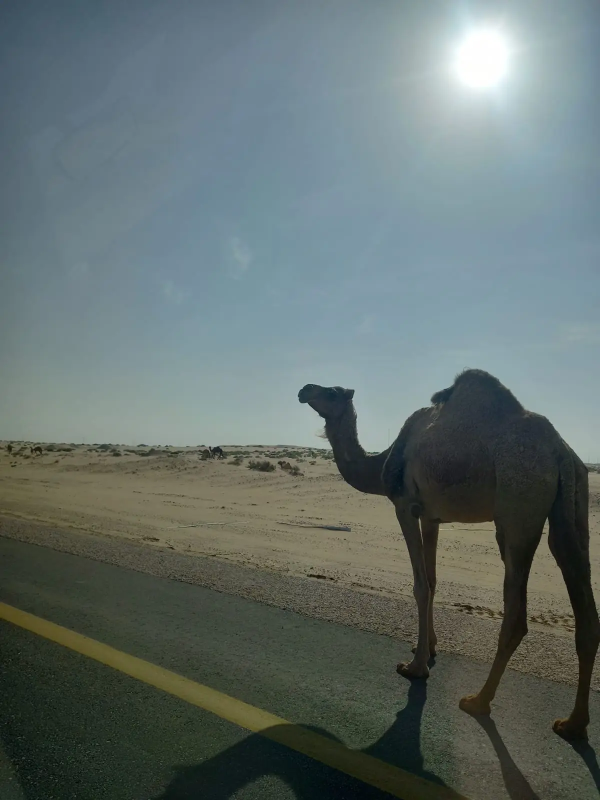 WhatsApp Image 2025-04-27 at 5.12.48 PM.jpeg