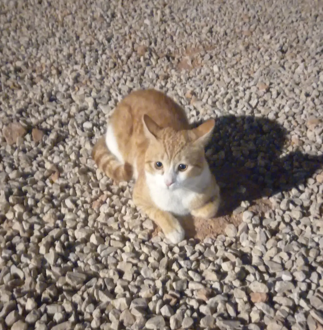 WhatsApp Image 2025-04-27 at 5.13.37 PM.jpeg