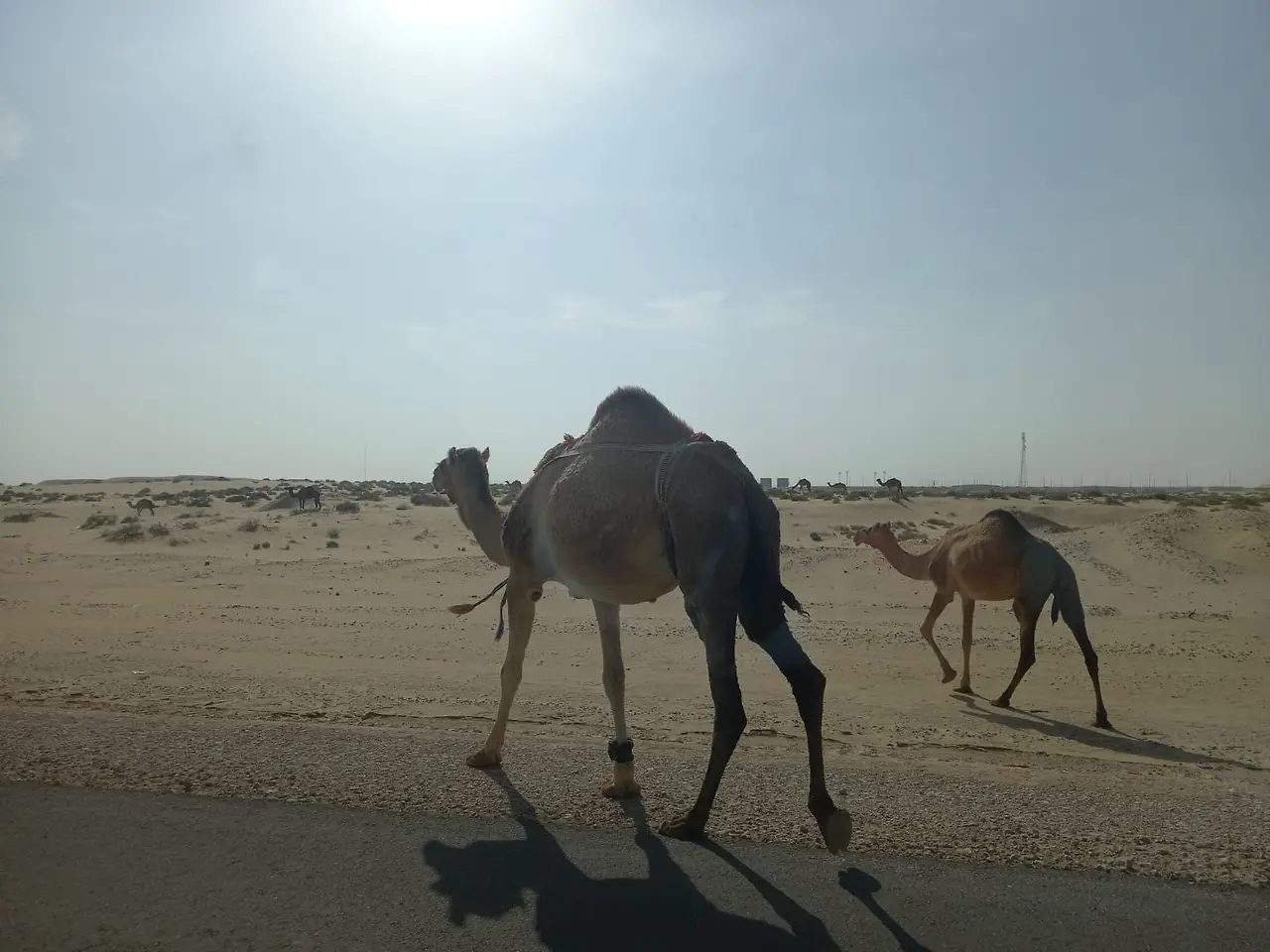 WhatsApp Image 2025-04-27 at 5.12.47 PM.jpeg