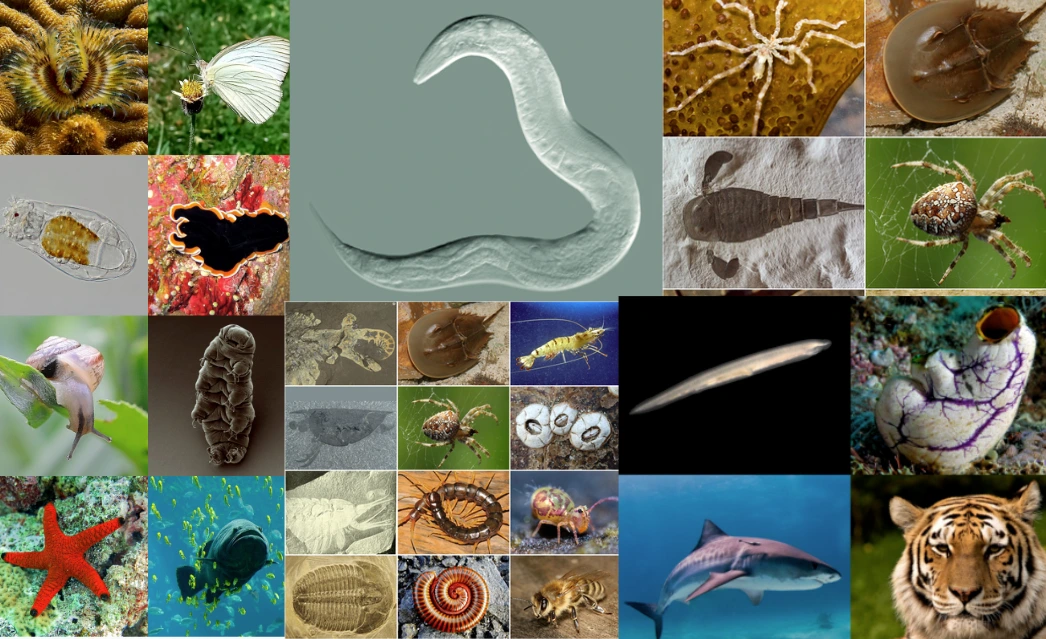 latest?cb=20240717000326