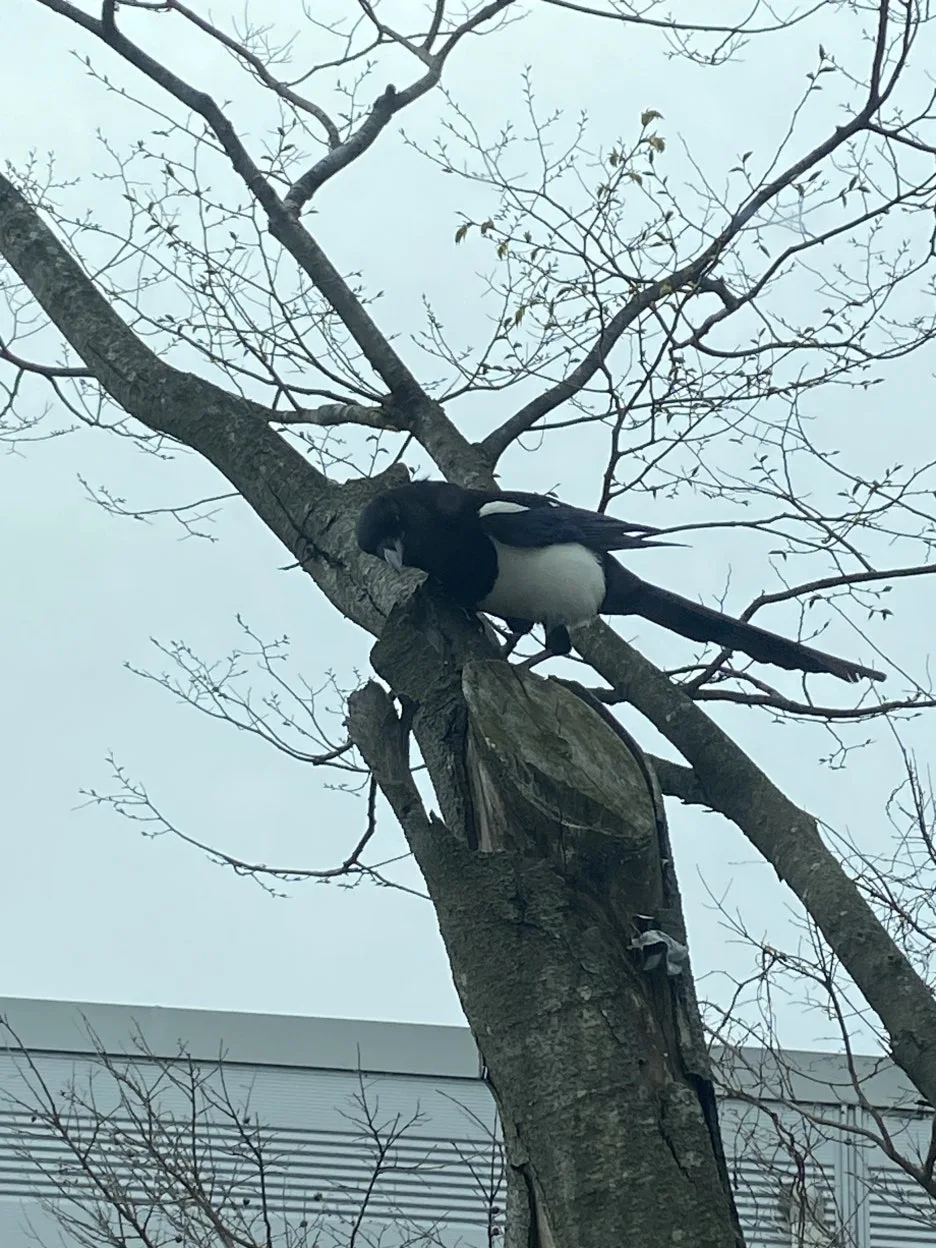 IMG_6430.JPG?type=w1