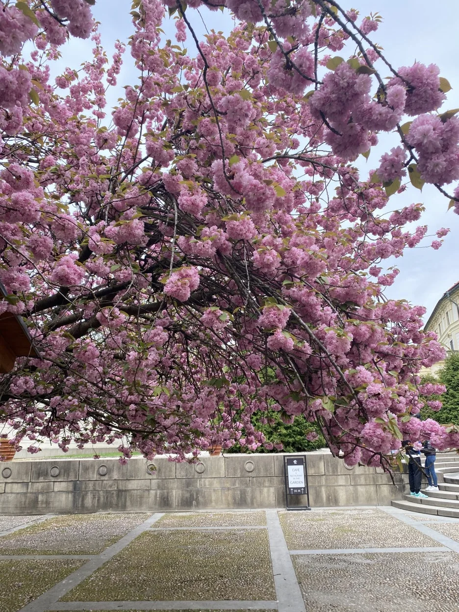 IMG_7279.JPG?type=w1