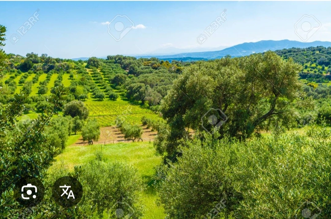 크레타올리브밭.jfif