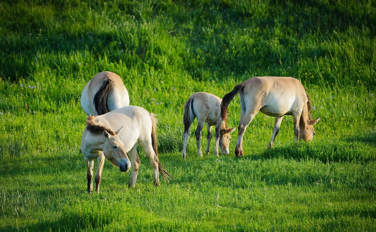 호이토 공원.PNG