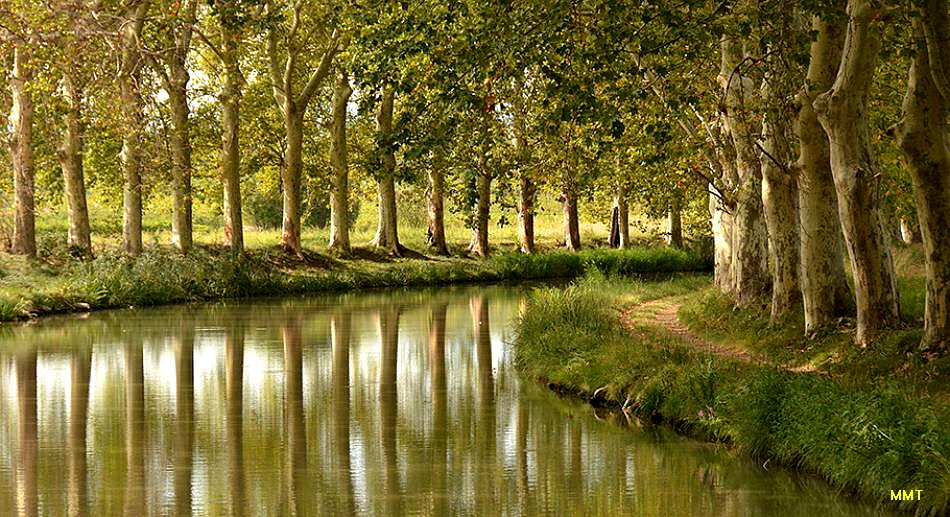 Platanes_au_bord_du_canal_du_midi_exploreur_vnf%EC%88%98%EC%A0%95.jpg?type=w966