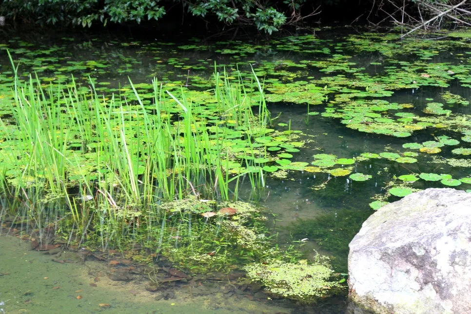 %EA%BE%B8%EB%AF%B8%EA%B8%B0%EA%BE%B8%EB%AF%B8%EA%B8%B0IMG_6617.JPG?type=w966