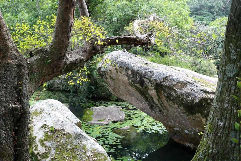 %EA%BE%B8%EB%AF%B8%EA%B8%B0%EA%BE%B8%EB%AF%B8%EA%B8%B0IMG_6578.JPG?type=w966