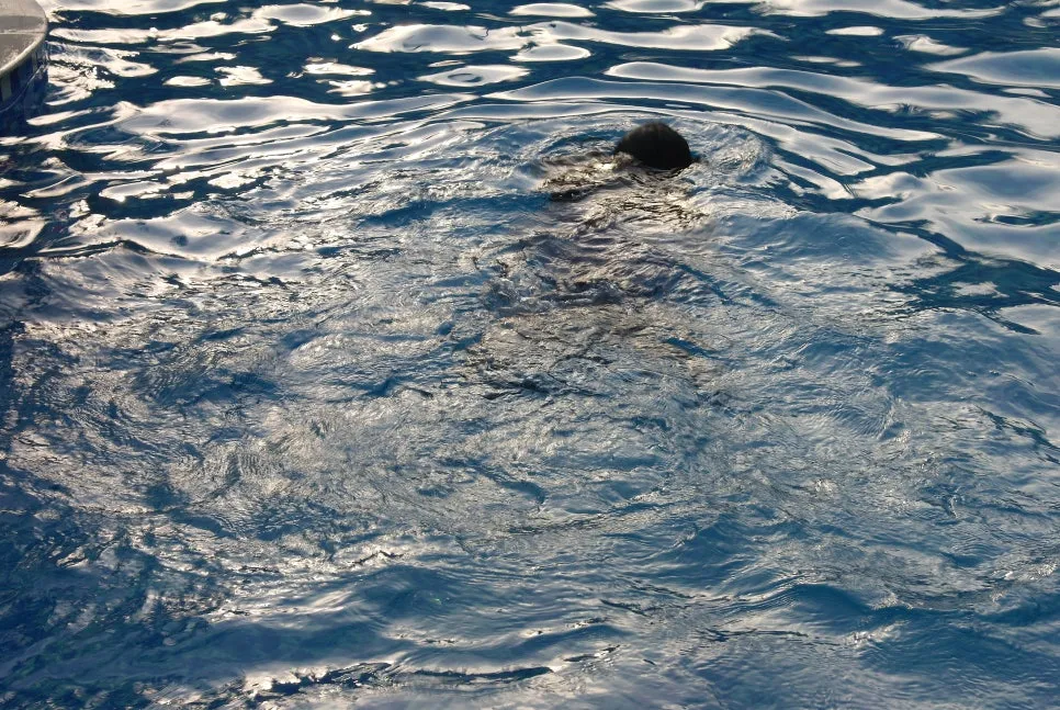 %EA%BE%B8%EB%AF%B8%EA%B8%B0SAM_0806.JPG?type=w966