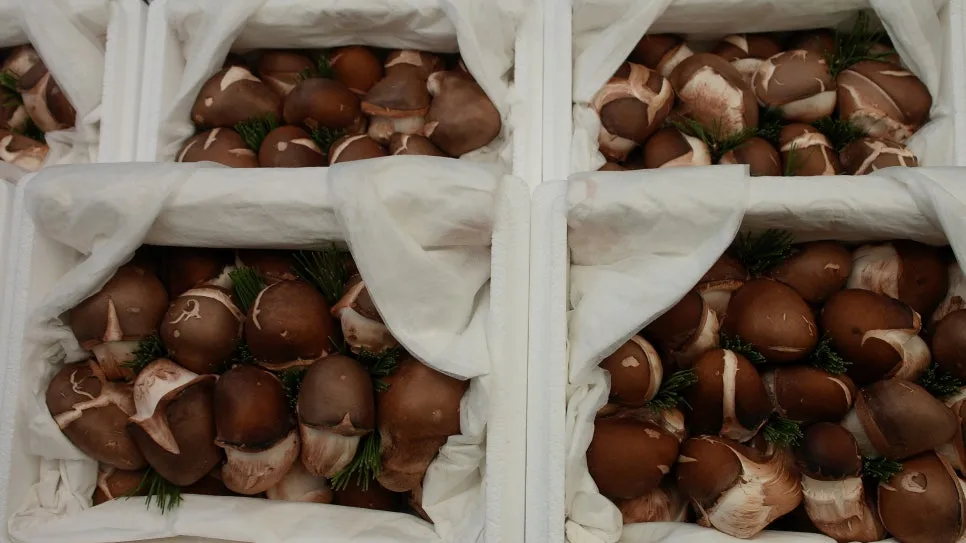 %EA%BE%B8%EB%AF%B8%EA%B8%B0%EA%BE%B8%EB%AF%B8%EA%B8%B0SAM_0157.JPG?type=w966