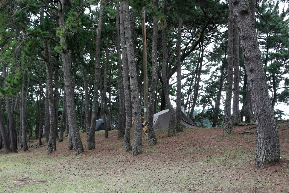 %EA%BE%B8%EB%AF%B8%EA%B8%B0%EA%BE%B8%EB%AF%B8%EA%B8%B0IMG_6444.JPG?type=w966