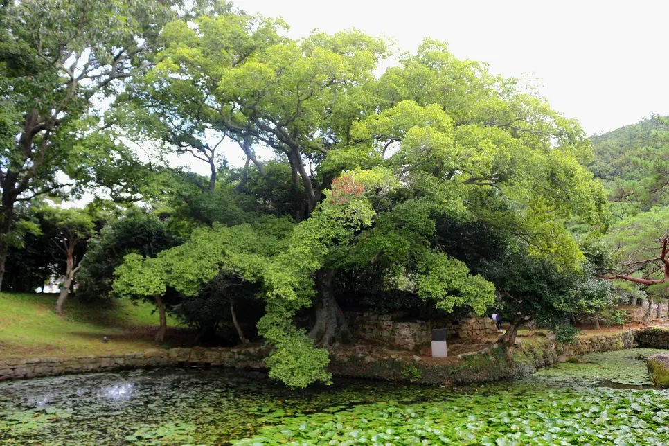 %EA%BE%B8%EB%AF%B8%EA%B8%B0%EA%BE%B8%EB%AF%B8%EA%B8%B0IMG_6606.JPG?type=w966