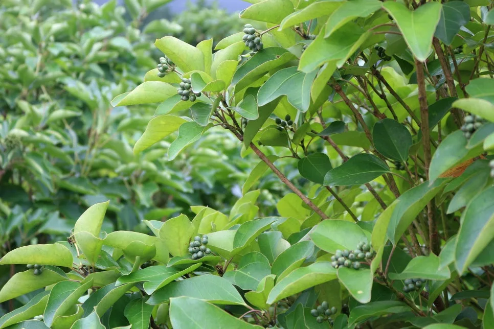 %EA%BE%B8%EB%AF%B8%EA%B8%B0%EA%BE%B8%EB%AF%B8%EA%B8%B0IMG_6655.JPG?type=w966