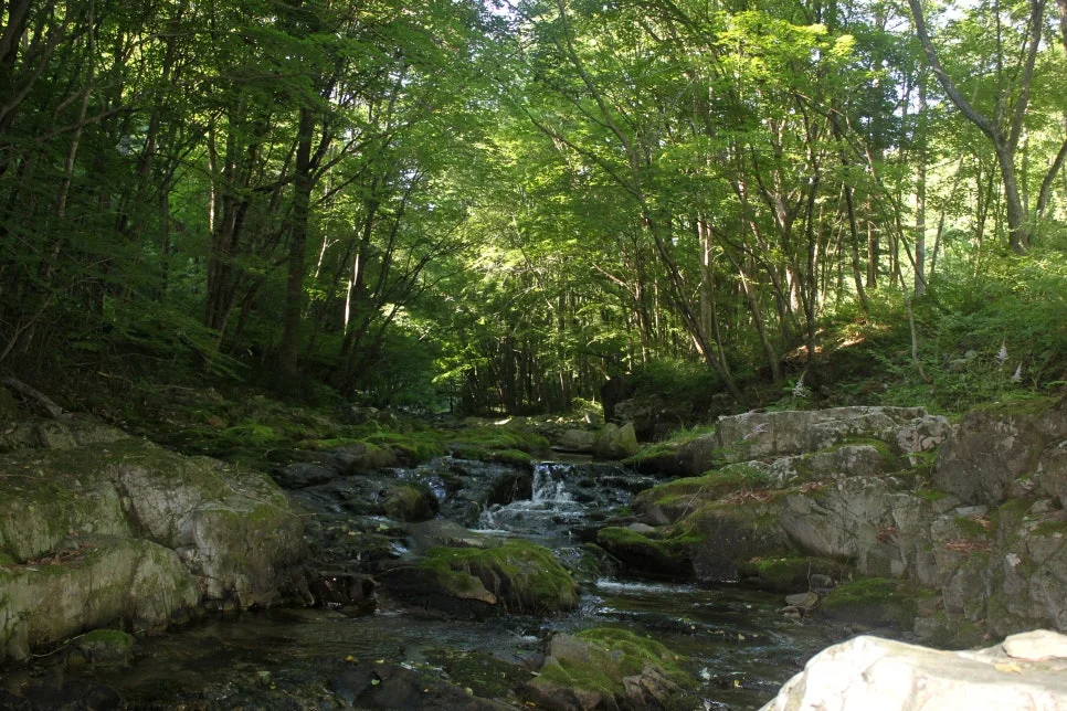 %EA%BE%B8%EB%AF%B8%EA%B8%B0%EA%BE%B8%EB%AF%B8%EA%B8%B0IMG_8634.JPG?type=w966