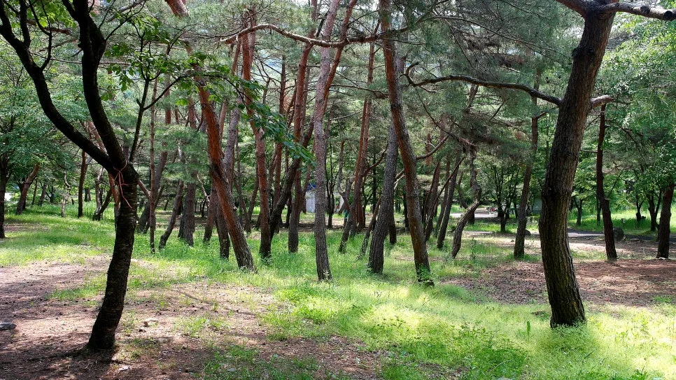 %EA%BE%B8%EB%AF%B8%EA%B8%B0%EA%BE%B8%EB%AF%B8%EA%B8%B0SAM_0077.JPG?type=w966