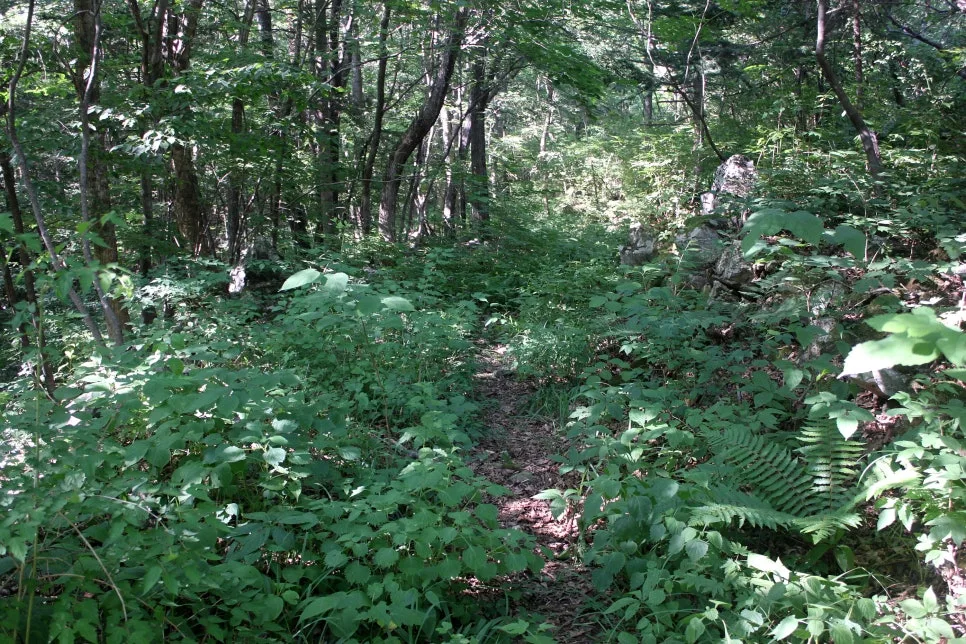 %EA%BE%B8%EB%AF%B8%EA%B8%B0%EA%BE%B8%EB%AF%B8%EA%B8%B0IMG_8627.JPG?type=w966