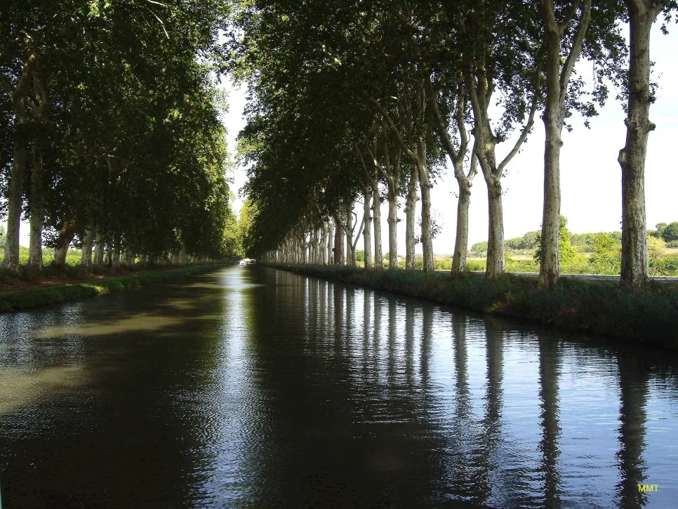 Platanes_du_Canal_du_Midi%EC%88%98%EC%A0%95.jpg?type=w966