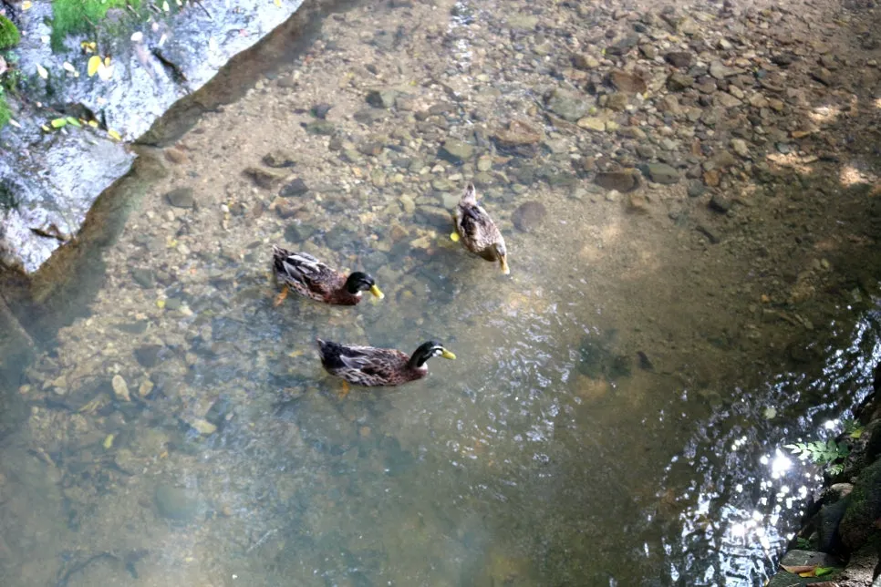 %EA%BE%B8%EB%AF%B8%EA%B8%B0IMG_6264.JPG?type=w966