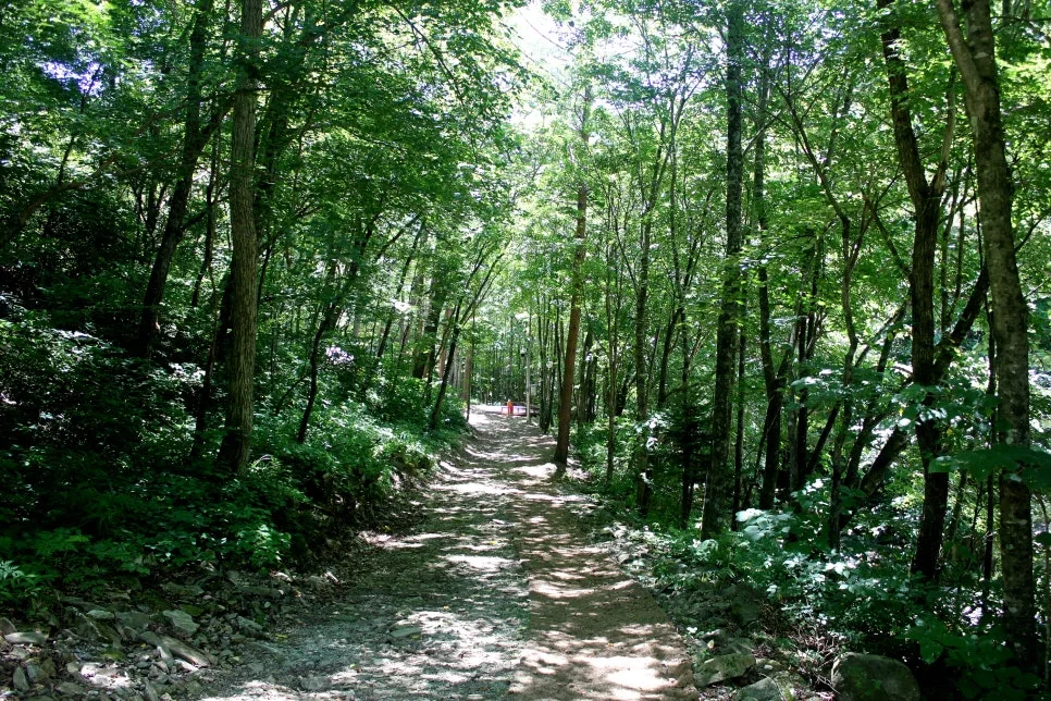 %EA%BE%B8%EB%AF%B8%EA%B8%B0%EA%BE%B8%EB%AF%B8%EA%B8%B0IMG_8584.JPG?type=w966